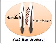 無根發(fā)干無毛囊頭發(fā)絲